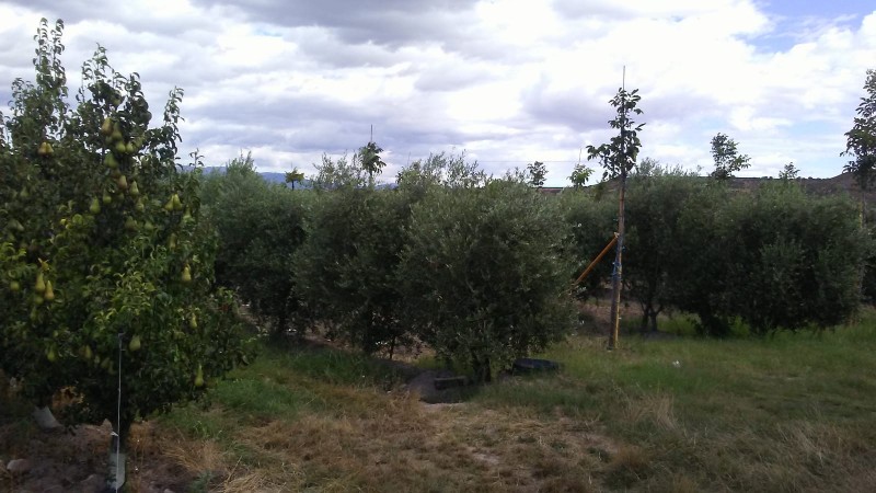 Imagen 0 de Finca rustica en Navarrete 