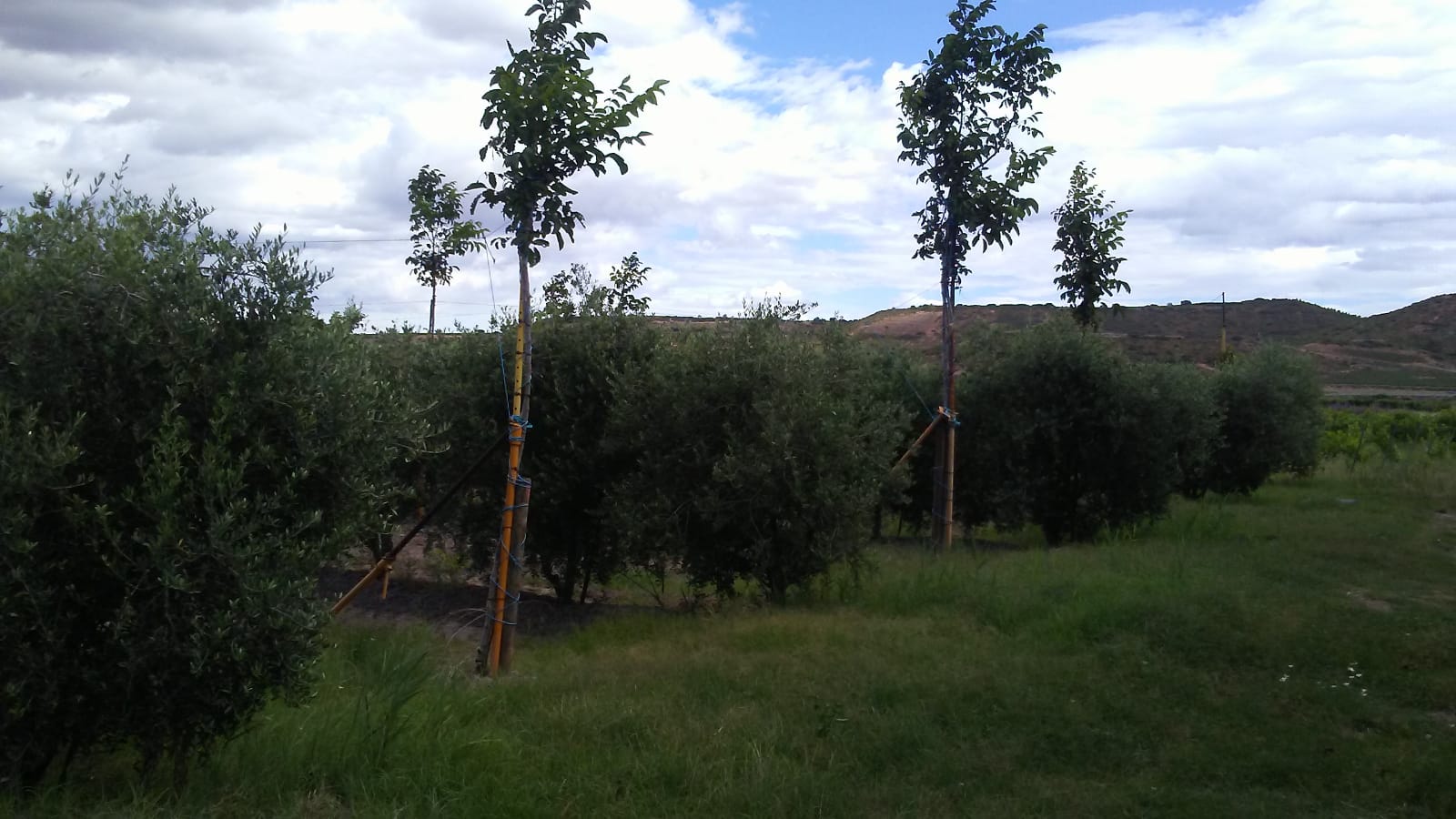 Imagen 3 de Finca rustica en Navarrete 