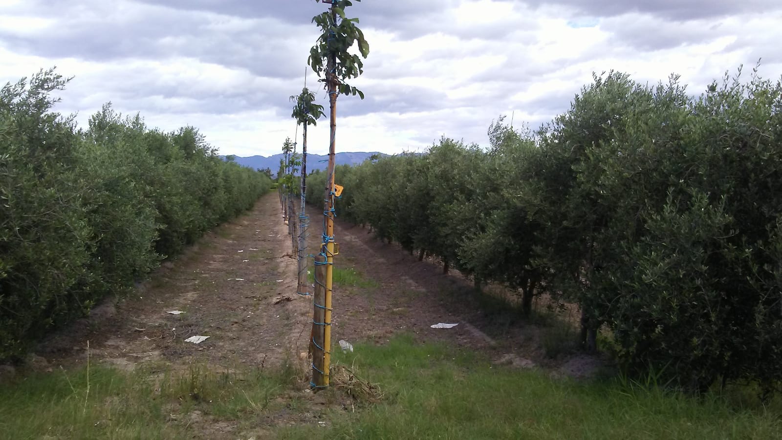 Imagen 1 de Finca rustica en Navarrete 